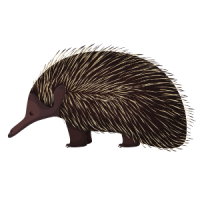 Echidna