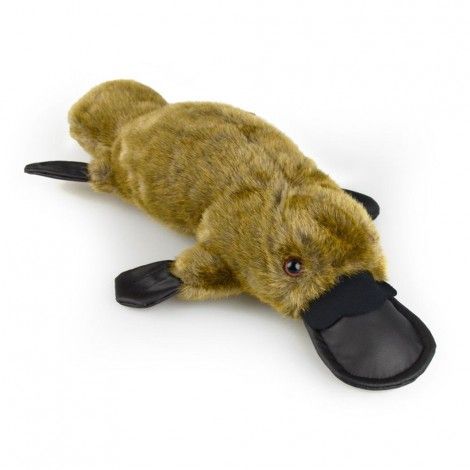 Paul the Platypus  - Australian Made - 37cm